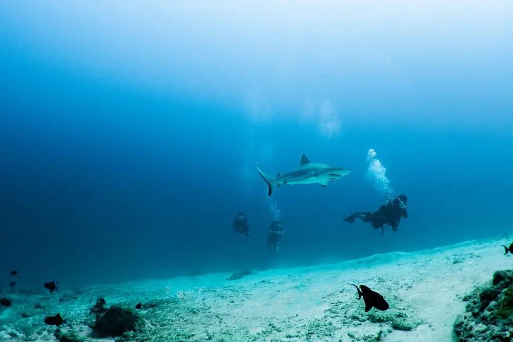 Fushifaru Maldives — MOVENPICK RESORT KUREDHIVARU MALDIVES