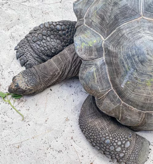 Żółw szylkretowy pływający przy Acajou Beach Resort