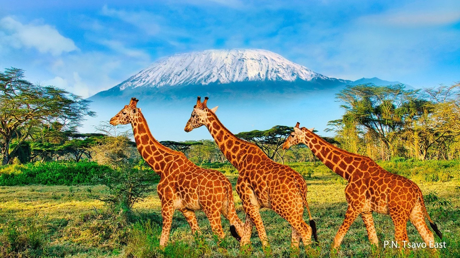 Hotel Śniegi Kilimandżaro + Traveller's Beach Hotel & Club